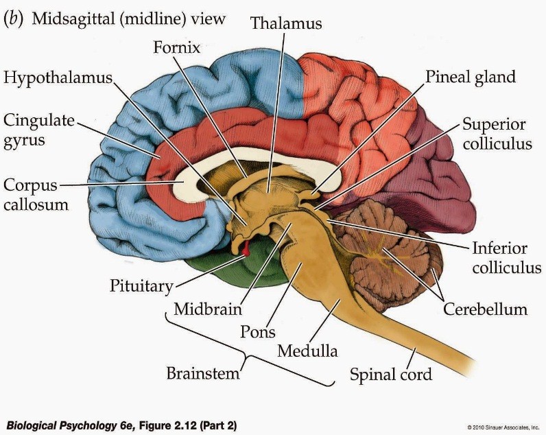 BÀN LUẬN VỀ CON MẮT THỨ BA (THE THIRD EYE)